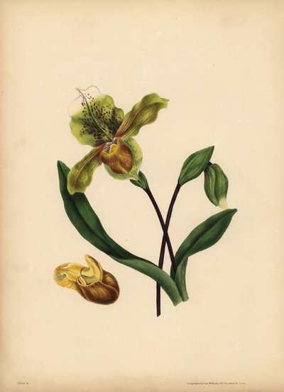 De edele Damespantoffel, Cypripedium reginae, Gelijkenis door Unbekannt
