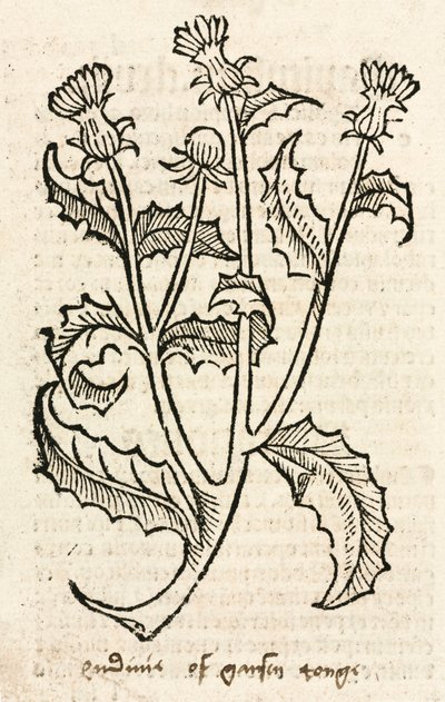 Distel door Unbekannt