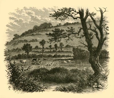Thistledon, 1898 door Unbekannt