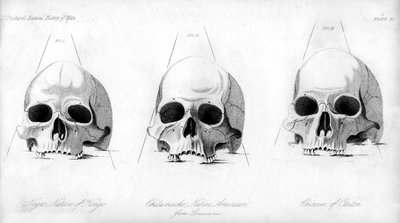 Drie soorten menselijke schedels, 1848 door Unbekannt