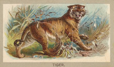 Tijger, uit de serie Dieren van de Wereld T180, uitgegeven door Abdul Cigarettes, 1881 door Unbekannt
