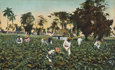 Tabaksplantage, Cuba door Unbekannt