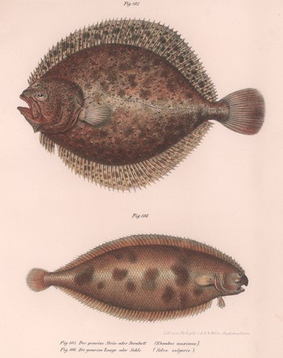 Tarbot, Rhombus maximus, Gewone tong Solea vulgaris, c.1850s door Unbekannt