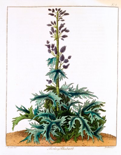 Turkse rabarber, 1798 door Unbekannt