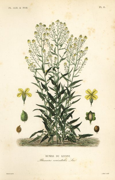 Turkse wrattige kool of Turkse raket, Bunias orientalis, Bunias de Levant door Unbekannt
