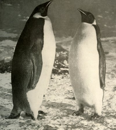 Twee Keizerpinguïns, ca. 1908, 1909 door Unbekannt