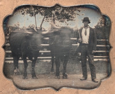 Twee ossen en bestuurder, 1850s door Unbekannt