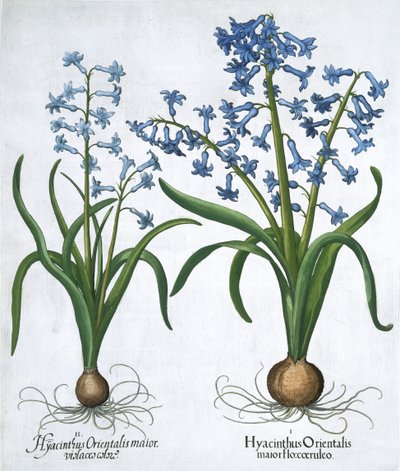 Twee blauwe hyacinten, 1613 door Unbekannt