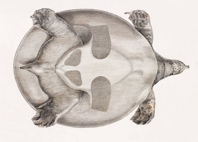Onderkant van een schildpad door Unbekannt
