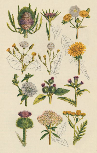 Variëteiten van Britse wilde bloemen door Unbekannt
