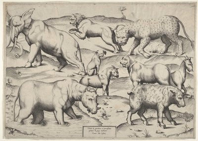 Verschillende Dieren door Unbekannt
