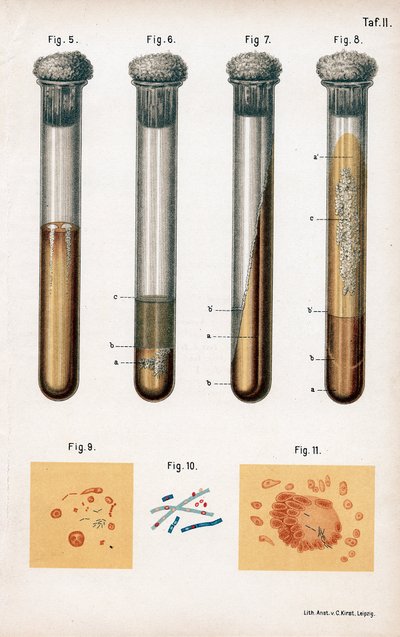 Verschillende soorten bacteriën, 1889 door Unbekannt