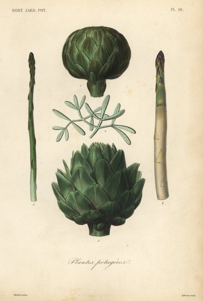 Groenten, Plantes potageres door Unbekannt