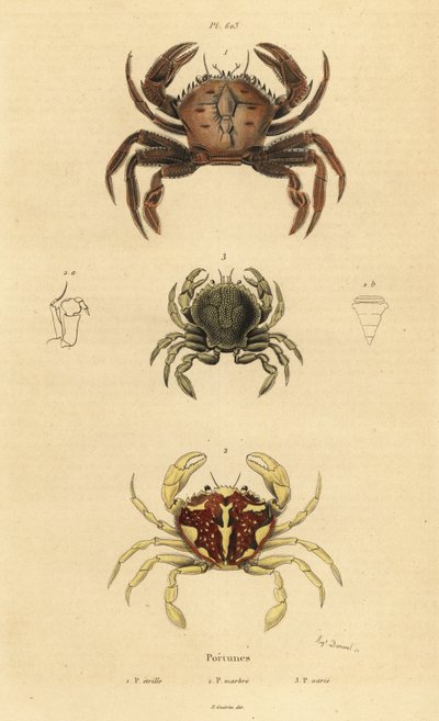 Fluweelkrab, Necora puber 1, gemarmerde zwemkrab, Liocarcinus marmoreus 2, en Pennant