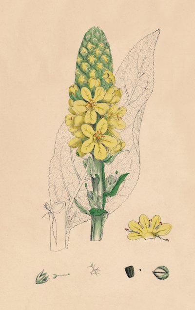 Verbascum Thapsus. Grote Koningskaars, 19e eeuw door Unbekannt
