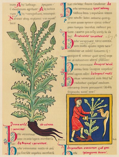 Verbena of Vervain door Unbekannt