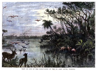 Uitzicht op een van de Zijrivieren van de St. John River, Florida, 19e eeuw door Unbekannt