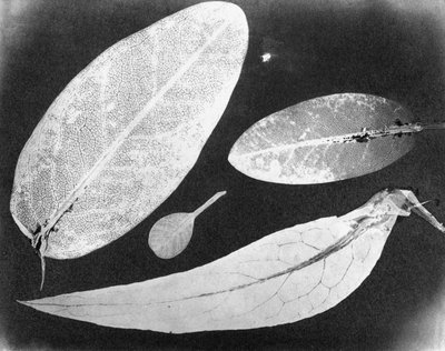 Water vaste foto Vier bladeren, zomer 1839 door Unbekannt