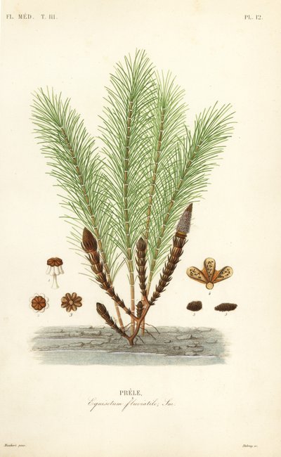 Waterpaardenstaart of moeraspaardenstaart, Equisetum fluviatile, Prele door Unbekannt
