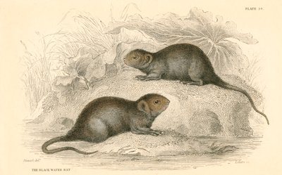 Waterspitsmuis Arvicola terrestris, ook bekend als de zwarte waterrat door Unbekannt