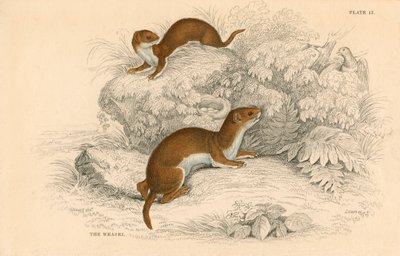 Wezel Putorius nivalis, de kleinste Europese carnivoor, 1828 door Unbekannt