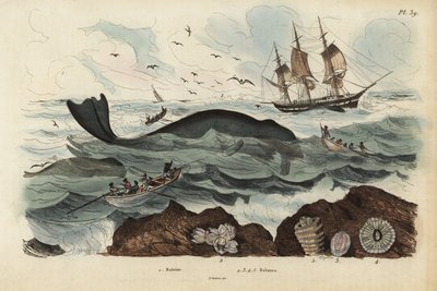 Walvisjagers die een Noord-Atlantische rechterwalvis jagen, Eubalaena glacialis, bedreigd 1, en zeepokken 2-5. Baleine, Balenes door Unbekannt