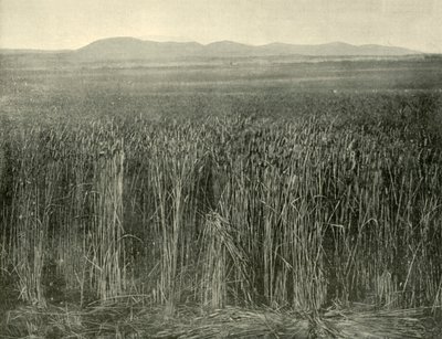 Tarweveld, Canning Downs, Queensland, 1901 door Unbekannt