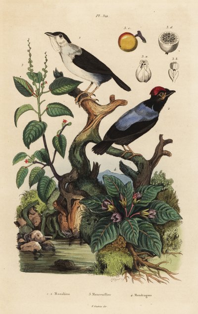 Witkraagmanakin, blauwrugmanakin, mancinelboom en alruin door Unbekannt