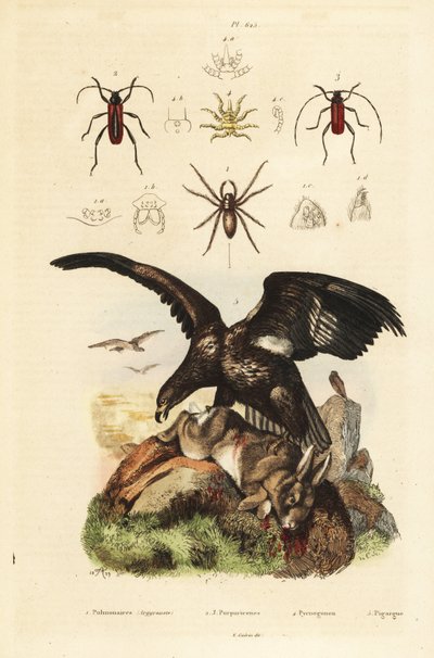 Witte zeearend, Haliaeetus albicilla, en prooi, waterspin, Argyroneta aquatica, Purpuricenus kevers door Unbekannt