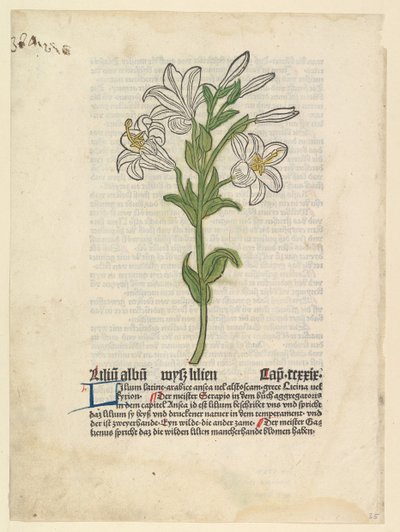 Witte Lelie, illustratie uit Gart der Gesundheit Sch.4332, 28 maart 1485 door Unbekannt