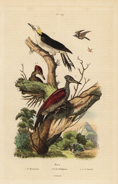 Witte specht, Melanerpes candidus, Filipijnse dwergspecht, Yungipicus maculatus, man en vrouw door Unbekannt