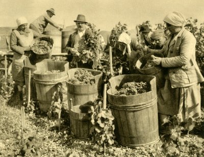 Wijnoogst bij Baden bei Wien, Neder-Oostenrijk, c1935 door Unbekannt