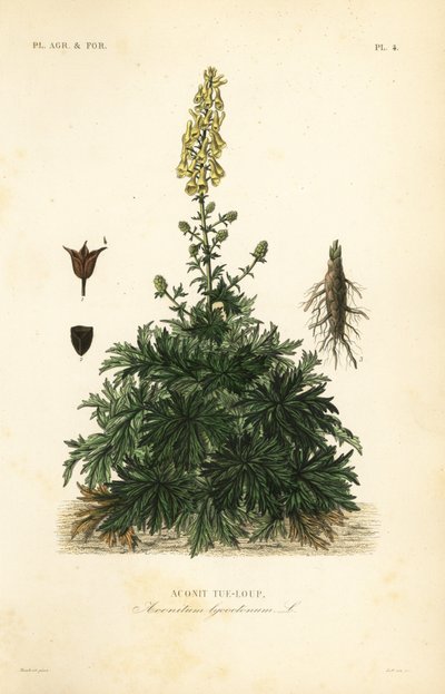 Monnikskap, Aconitum lycoctonum, Aconit tue-loup door Unbekannt