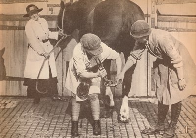 Vrouwen als hoefsmeden in het paardenhospitaal van een groot transportbedrijf, ca. 1916, 1935 door Unbekannt