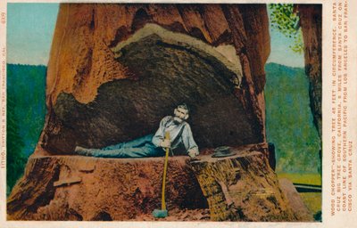 Houthakker-Toont Boom met Omvang van 46 Voet. Santa Cruz Big Tree Grove, Californië, ca. 1909 door Unbekannt