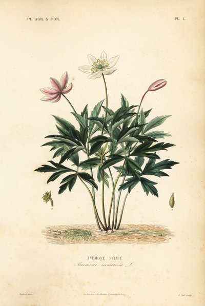 Bosanemoon of windbloem, Anemone nemorosa, Anemone sylvie door Unbekannt