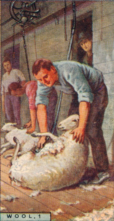 Wol, 1. - Schapen scheren met machines, Australië, 1928 door Unbekannt