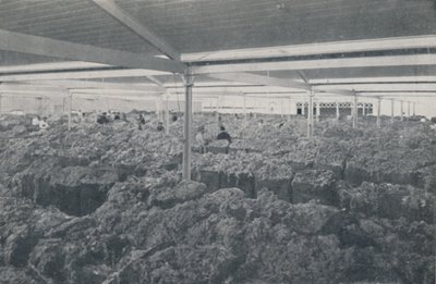 Wol te koop in een showroom in Melbourne, 1923 door Unbekannt