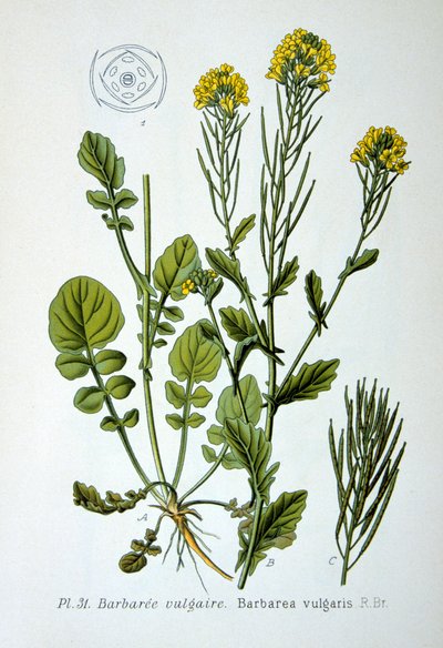 Gele raket, 1893 door Unbekannt