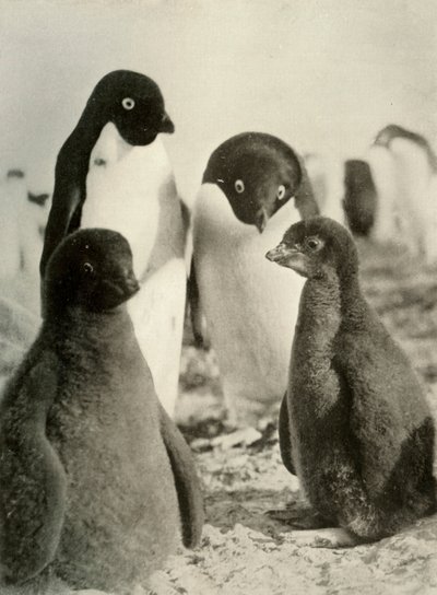 Jonge Adelie en Ouders, ca. 1908, 1909 door Unbekannt