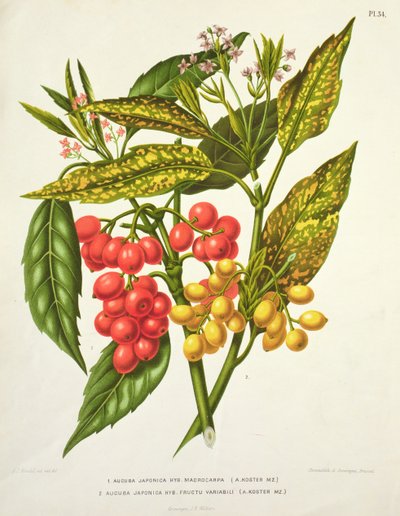 Aucuba japonica hybride macrocarpa en Fructu variabili, door A. Koster (19e eeuw) (print) door Unbekannt Unbekannt