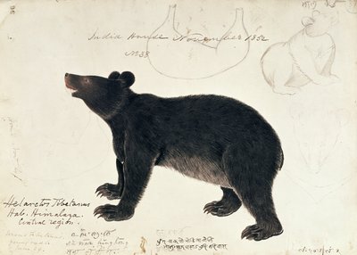 Tekening van een Aziatische Zwarte Beer, Ursus Tibetanus, uit de Centrale Regio van de Himalaya door Unbekannt Unbekannt