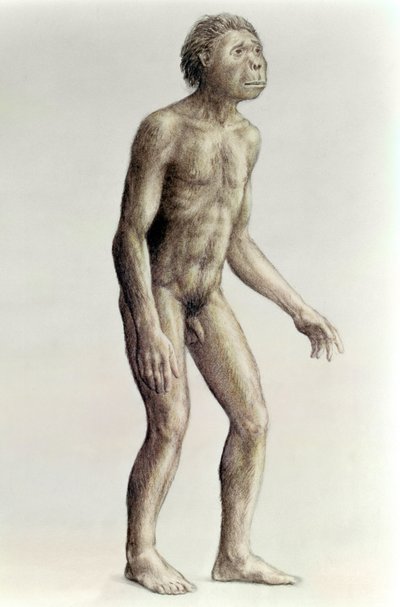 Homo habilis door Unbekannt Unbekannt