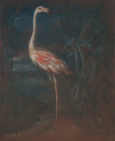 Flamingo door Unbekannt Unbekannt