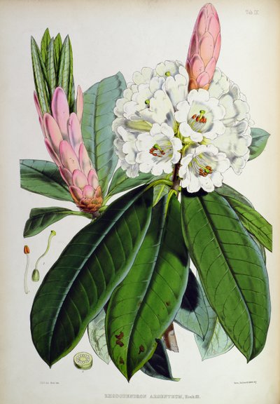 Rhododendron: Argenteum, uit `The Rhododendrons of Sikkim-Himalaya, door J.D. Hooker, 1849-51 door Unbekannt Unbekannt