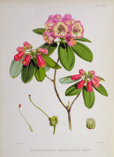 Rhododendron: Kandelaar, uit `The Rhododendrons of Sikkim-Himalaya door J.D. Hooker, 1849-51 door Unbekannt Unbekannt