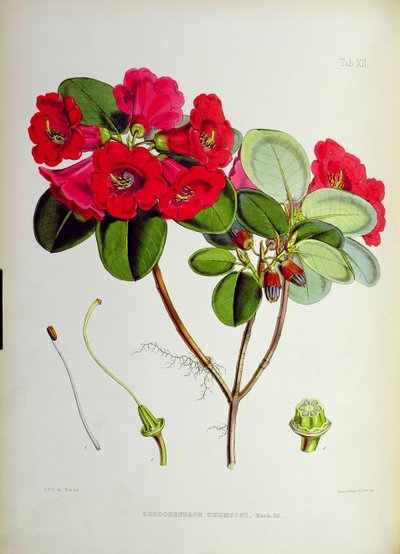 Rhododendron: Thomsoni, uit `The Rhododendrons of Sikkim-Himalaya door J.D. Hooker 1849-51 door Unbekannt Unbekannt