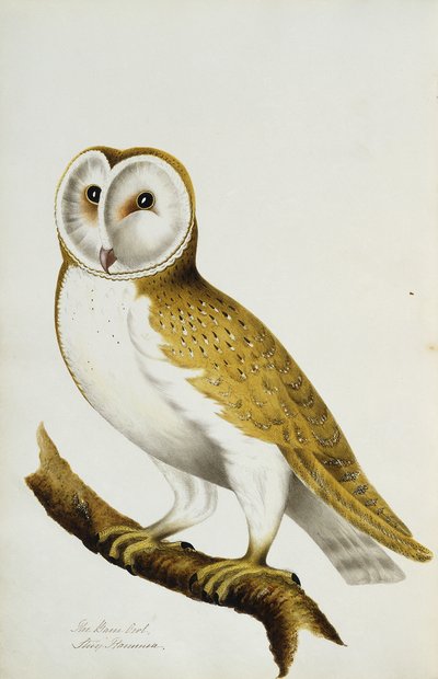 Een kerkuil, deel van een album met aquarellen van vogels en hun eieren, ca. 1800 door Unbekannt