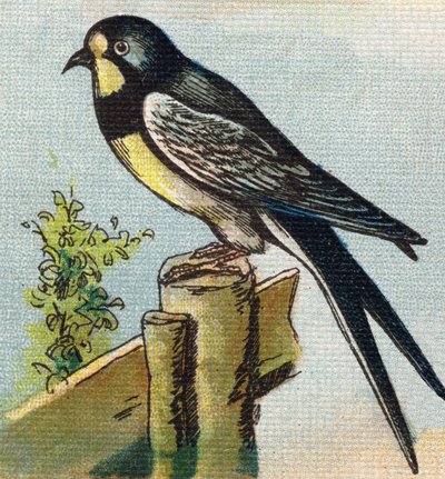 Een Zwaluw. Gravure in "Alphabet de ma petite fille". Bernardin-Bechet en Fils, boekverkopers-uitgevers, Parijs, rond 1895. Onbreekbaar album op canvas. Bibliotheque des Bebes. 12 pagina