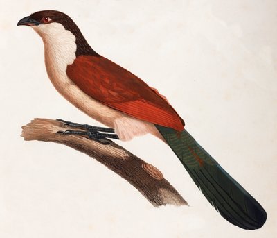 Een kleurenillustratie van een bruine vogel met een groene staart door Unbekannt